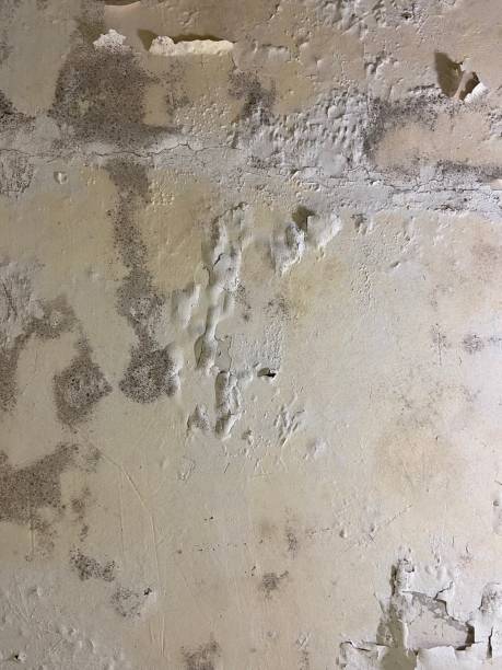Best Mold Remediation  in Red Oaks Mill, NY